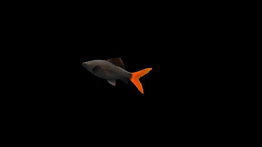 带通道红尾鲨鱼视频的预览图