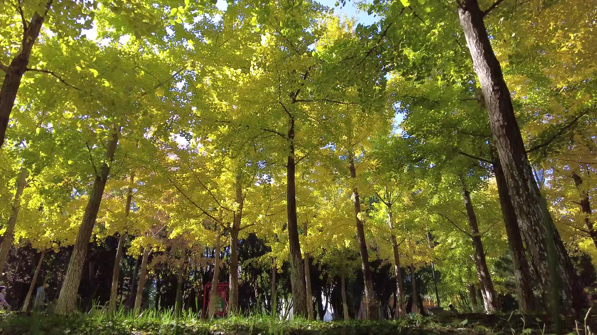 秋天的公园黄色的树木树叶视频的预览图
