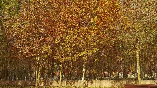 4K延时秋风吹落彩色的树叶视频的预览图