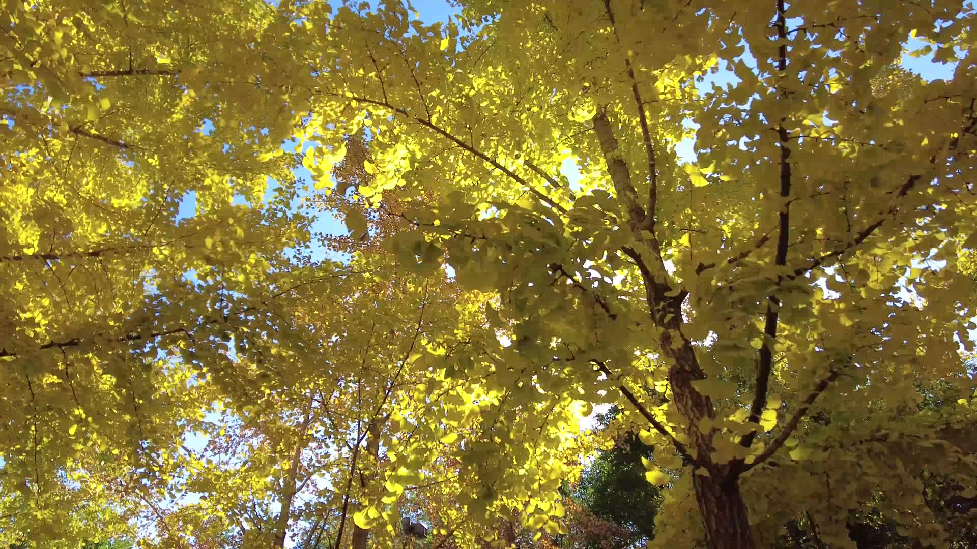 秋天的公园黄色色的树木黄色树叶视频的预览图