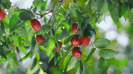新鲜的红枣树硕果累累绿色健康农产品视频的预览图