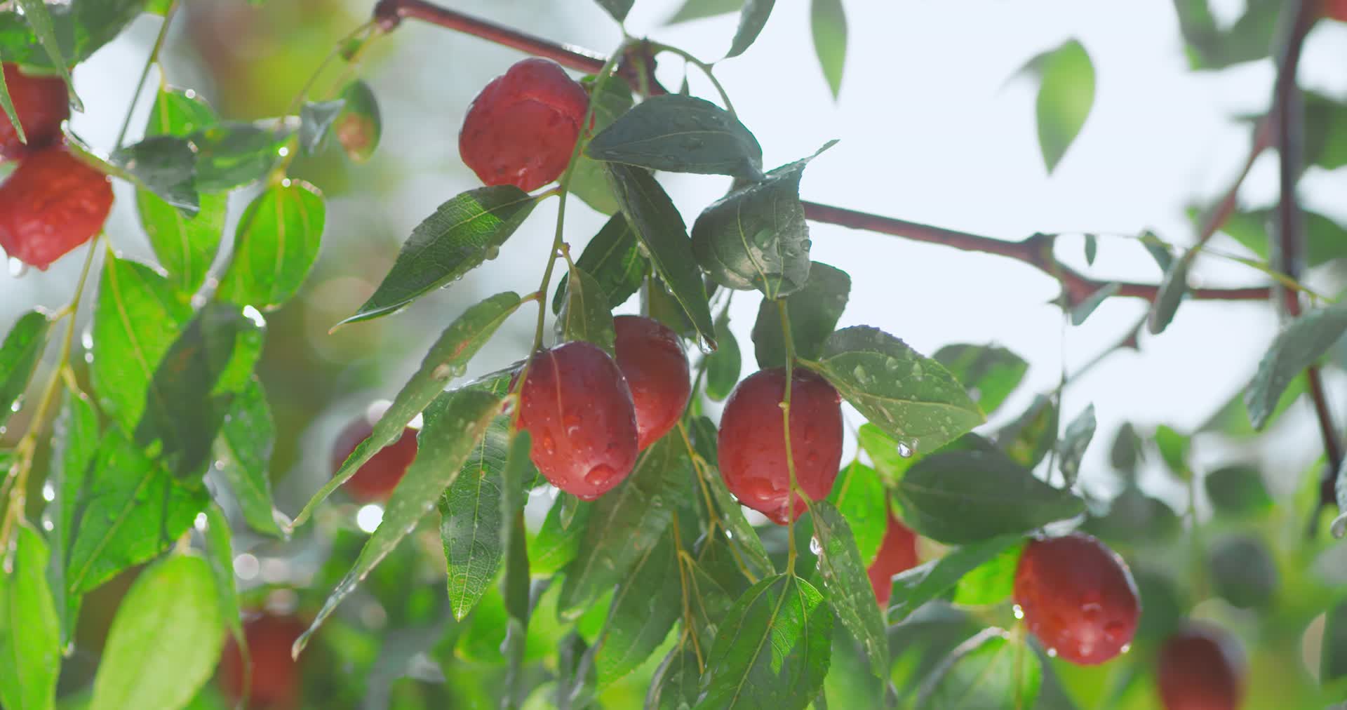 新鲜阳光下的大红枣特色农业视频的预览图