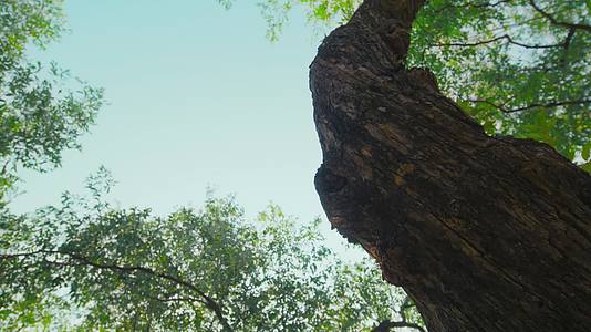 4K树绿色古树大树特写时光岁月柳树枣树沉淀岁月时间雕刻视频的预览图