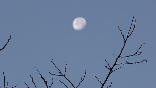 冬天树叶黄色树叶麻雀冬季北方深秋黄叶子月亮视频的预览图