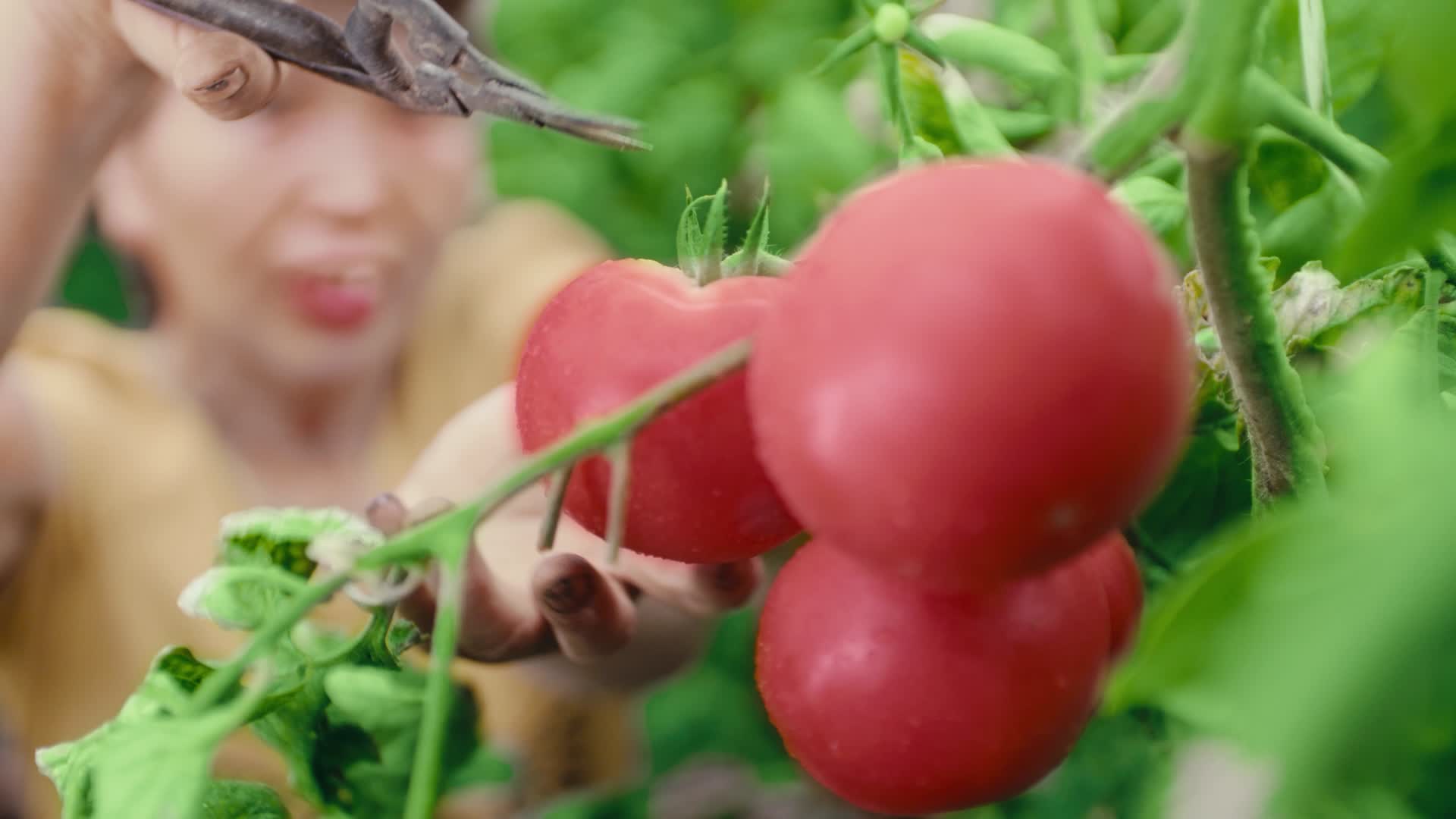 西红柿采摘西红柿丰收西红柿视频的预览图