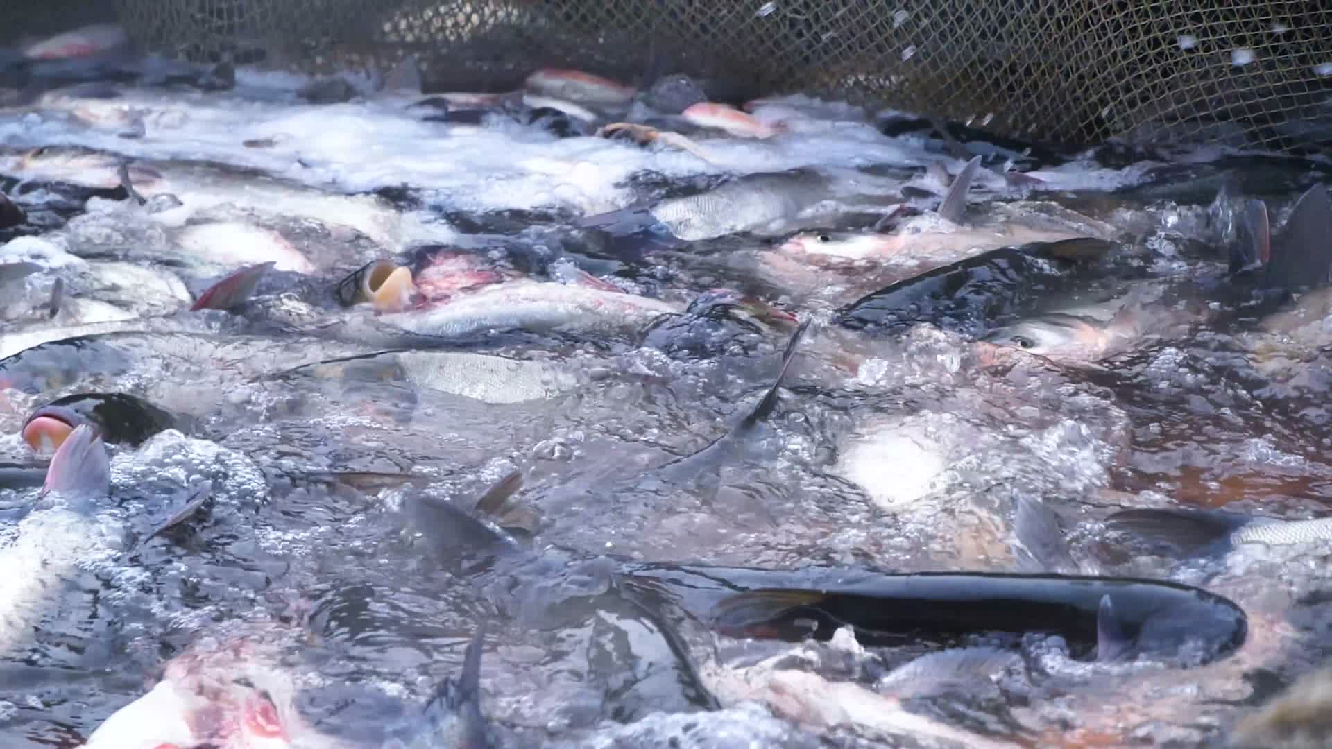 4K捕鱼渔民水产养殖视频的预览图