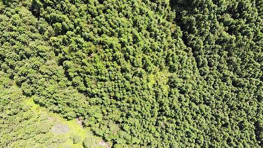 南方乡村山脉绿色树林森林航拍视频的预览图