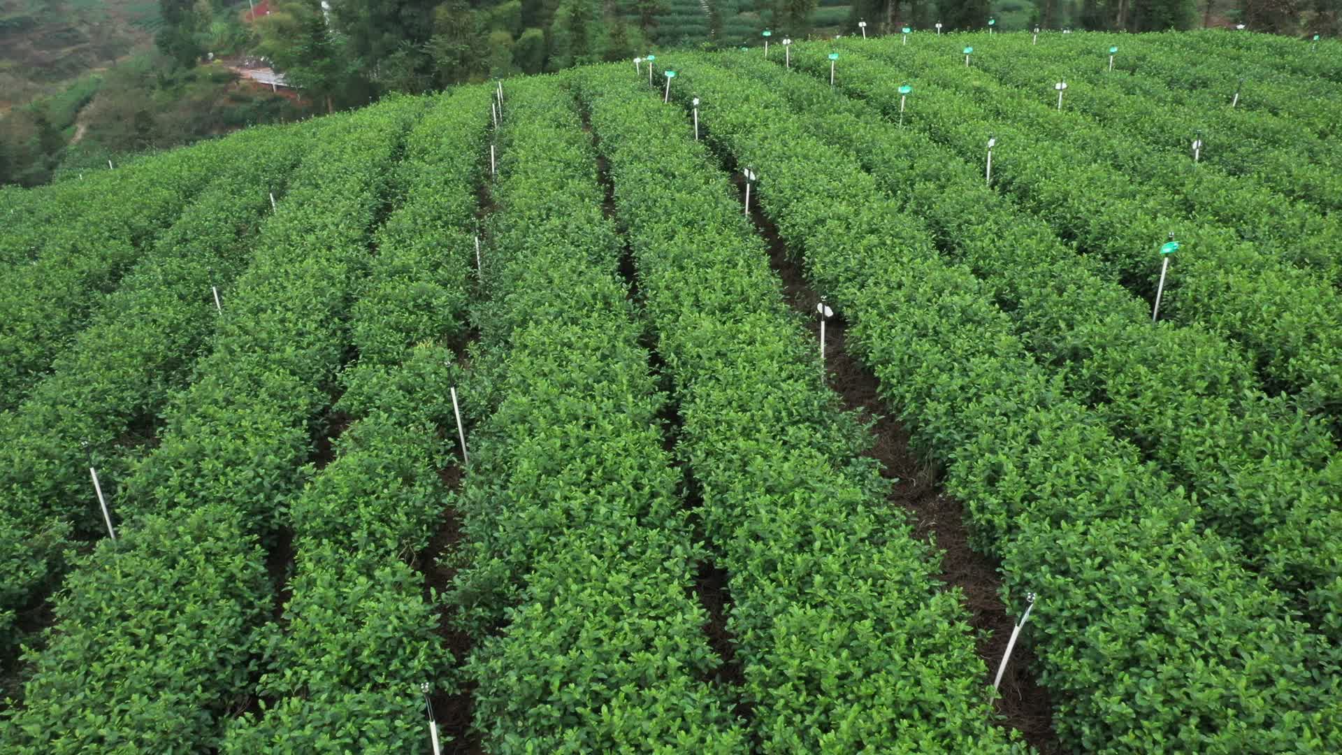 数字化种植茶园茶山视频的预览图