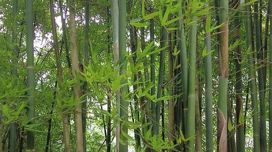 清泉瀑布山涧溪流山间流水竹子游客山中旅游泉视频的预览图