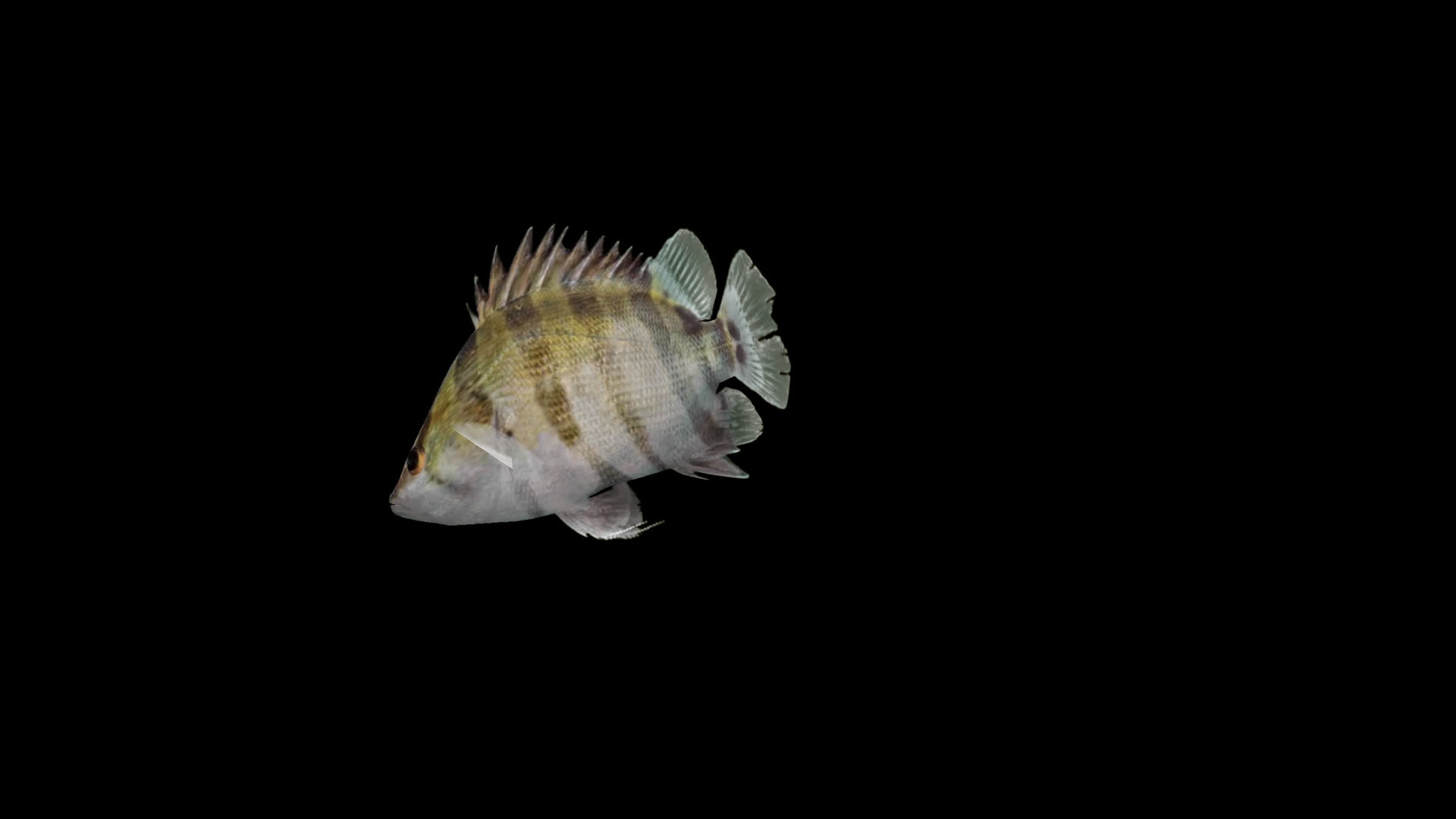 带通道波洛拟松鲷鱼视频的预览图