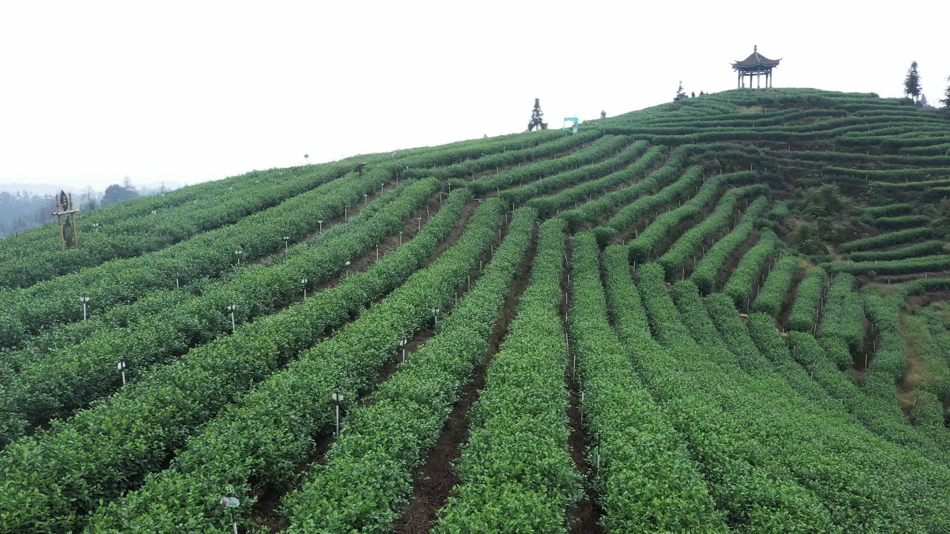 茶山茶叶航拍视频高清视频4K乡村振兴视频的预览图