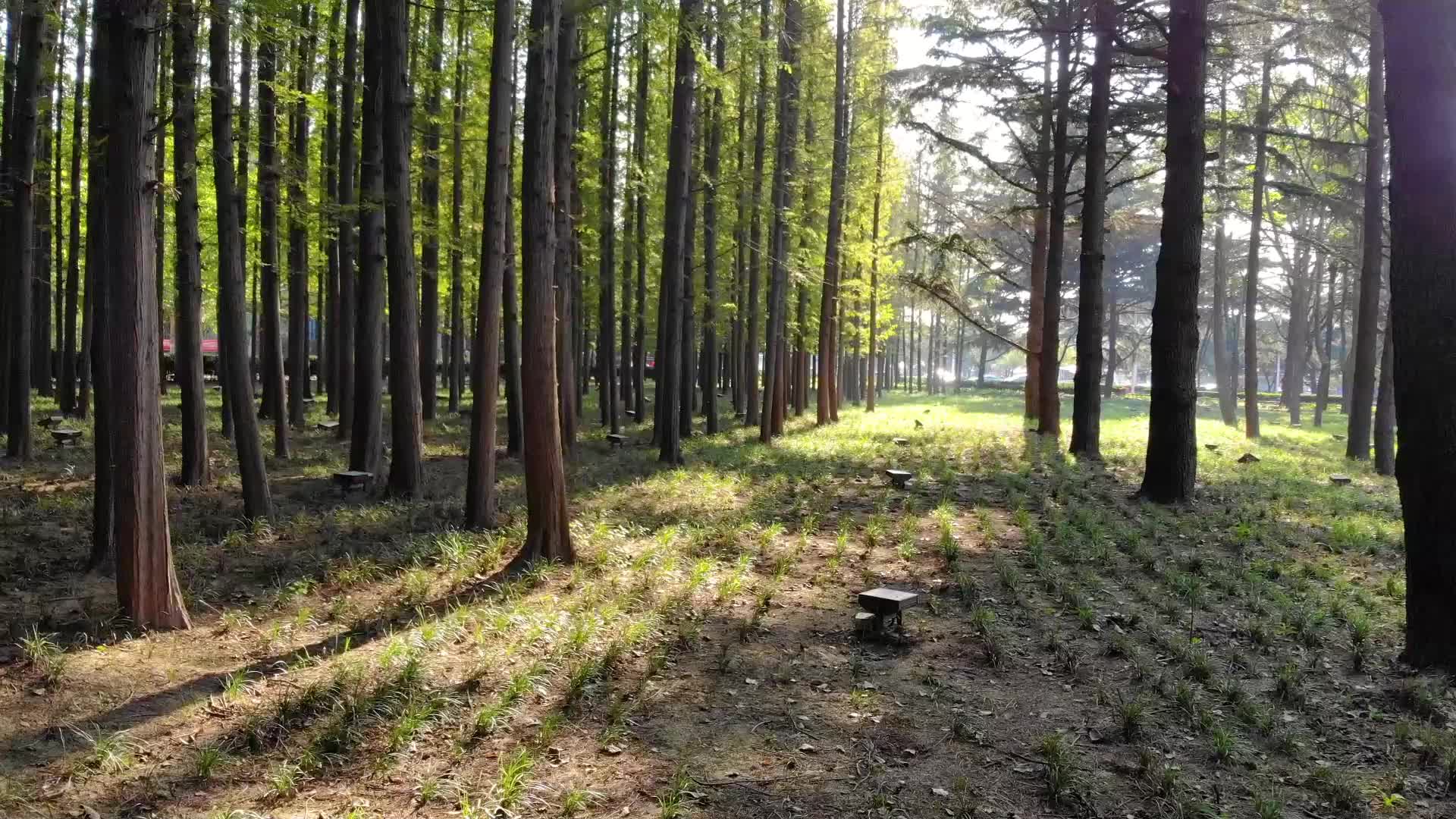 青岛水杉林杉树清晨航拍视频的预览图