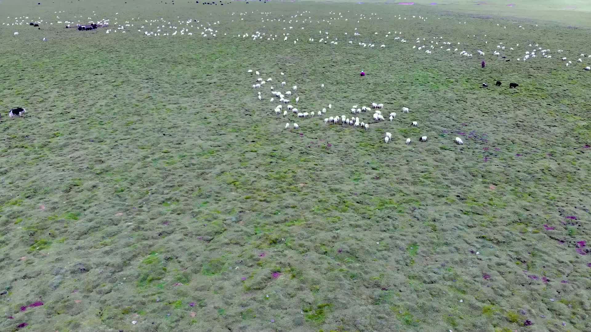 航拍草原上的牛羊成群视频的预览图