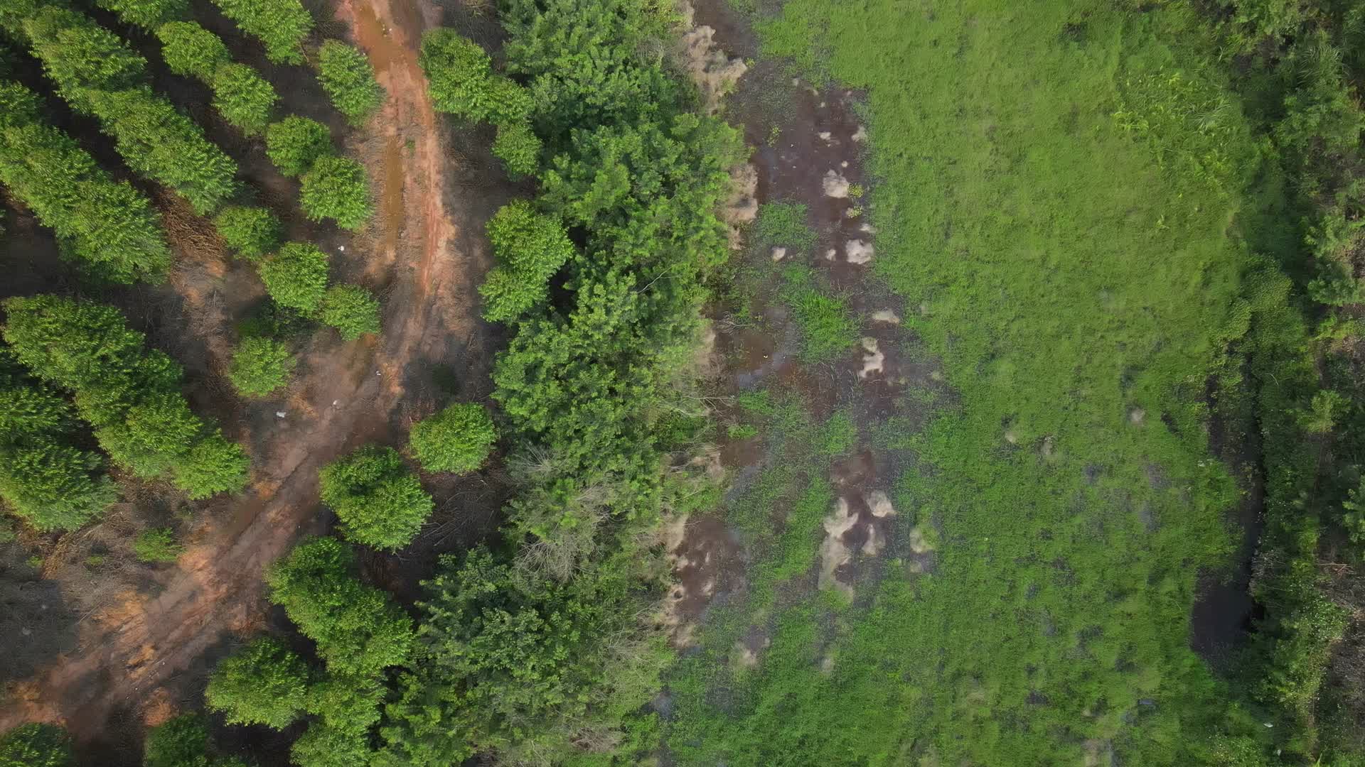 植树造林树苗种植航拍视频的预览图