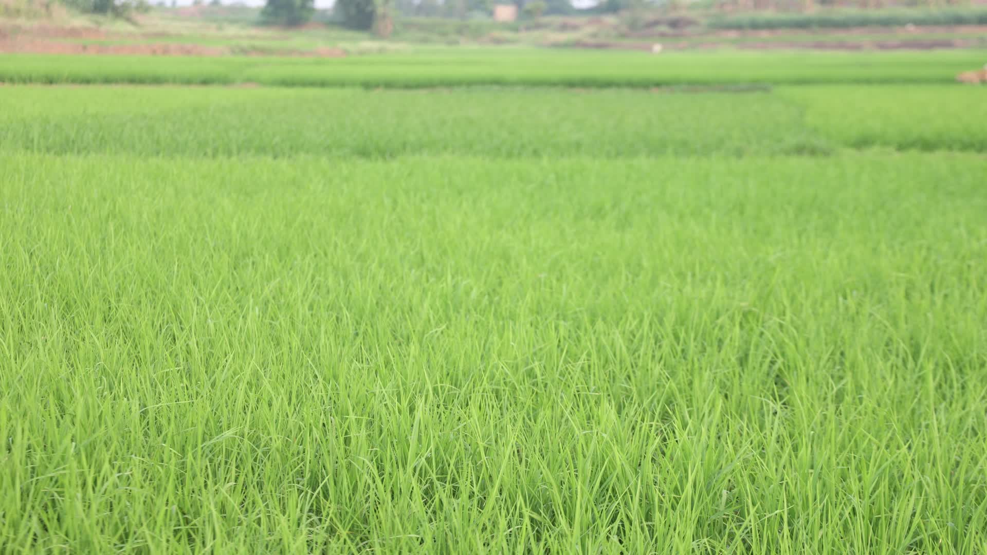 农村乡村绿色水稻田视频的预览图