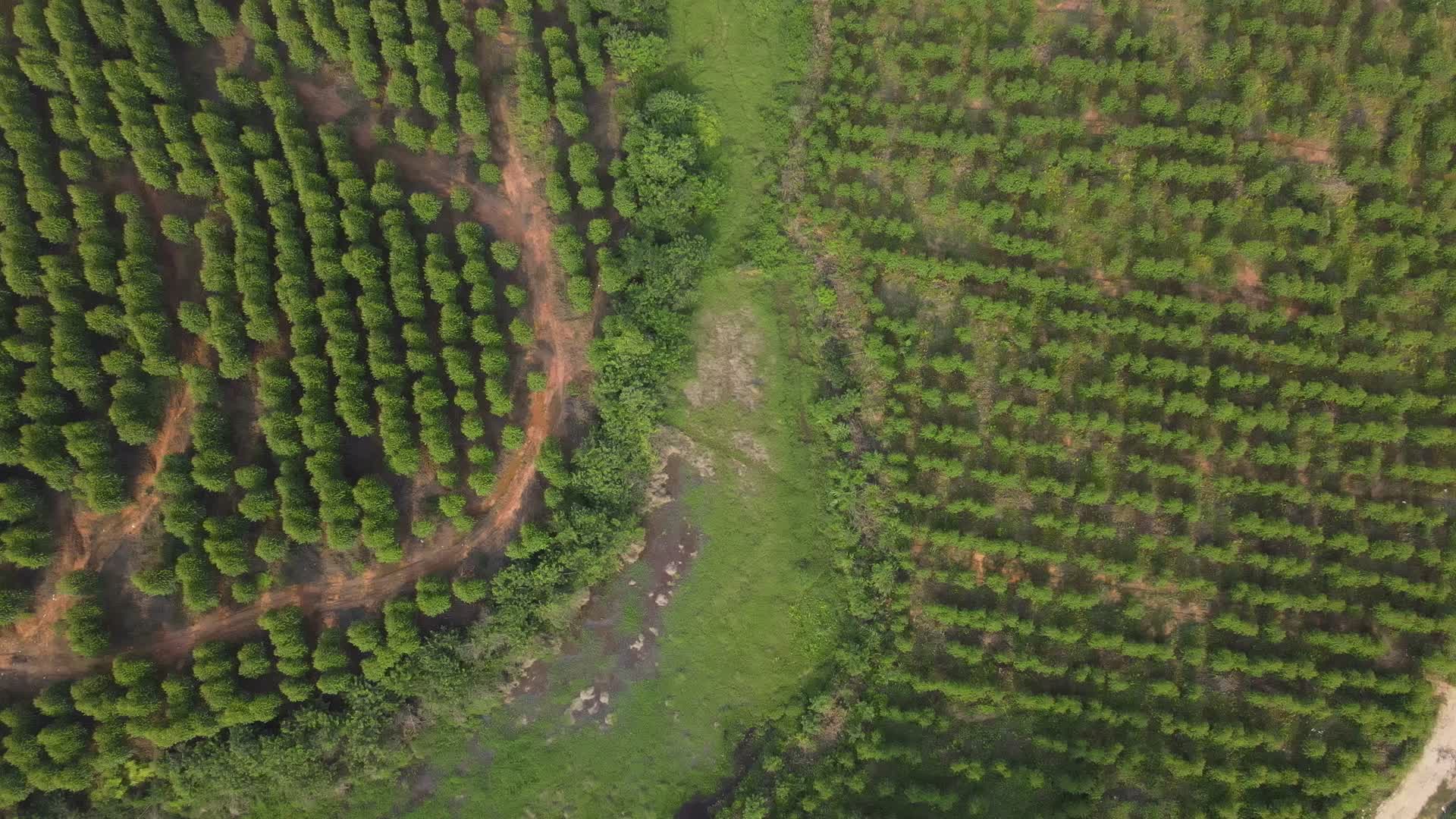 绿色树林林业发展视频的预览图
