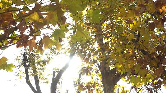 阳光下透过树叶逆光树叶特写阳光树叶飘落视频的预览图