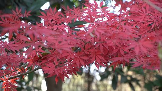 秋天红色枫叶特写风吹飘扬视频的预览图