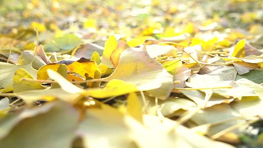 秋季银杏叶特写阳光树叶飘落视频的预览图