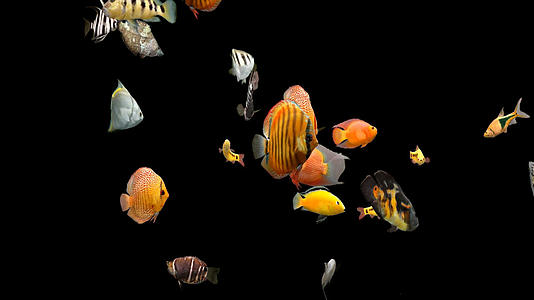 透明通道热带鱼视频的预览图