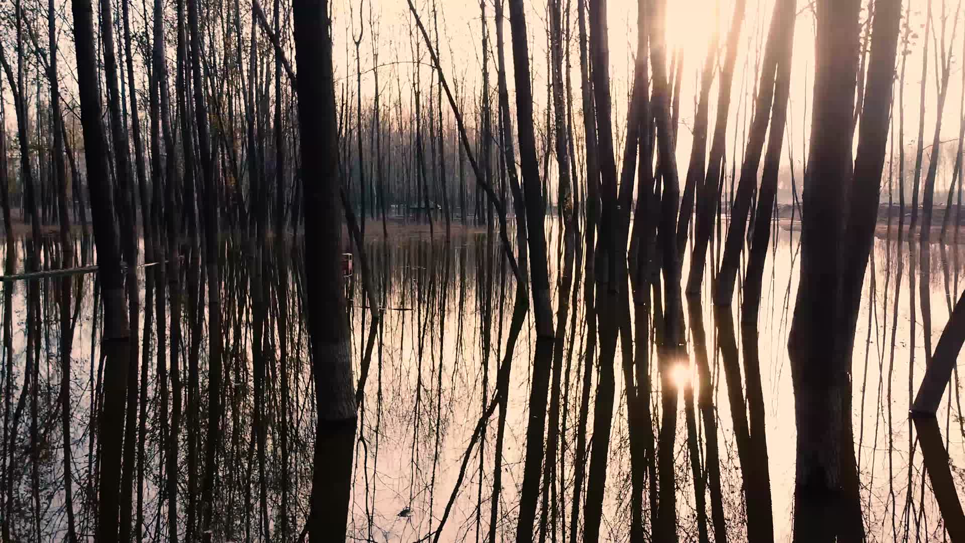 4k抽象光影水上树林倒影视频的预览图