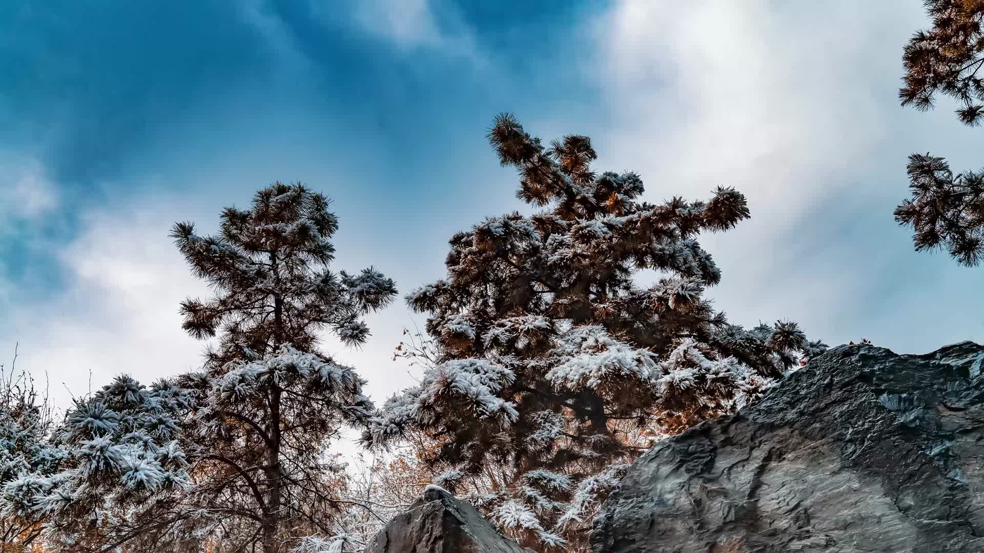 4k西安雁塔雪景松树延时视频视频的预览图