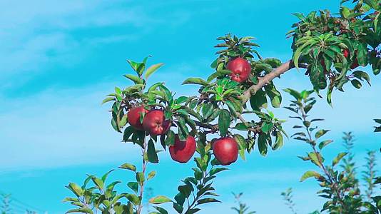 甘肃天水特产苹果树苹果园视频的预览图