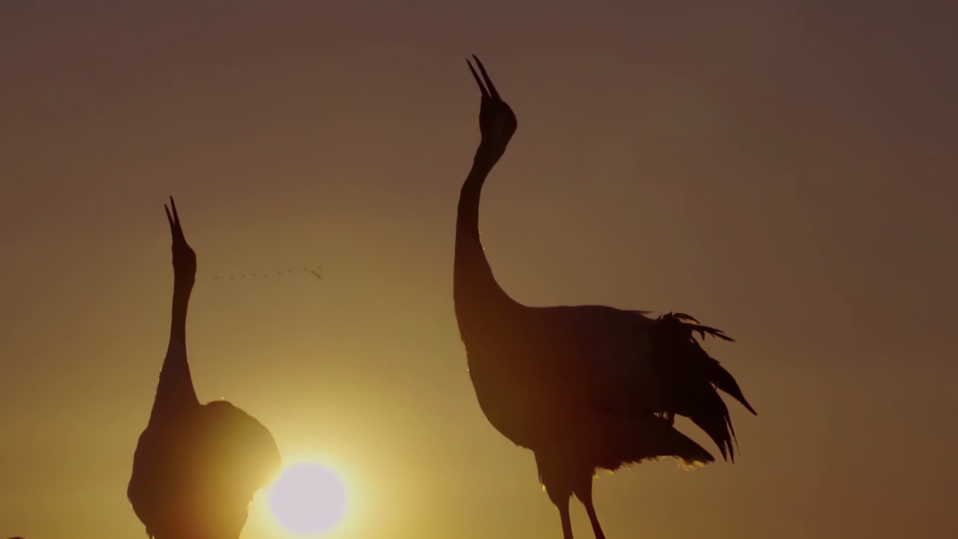 候鸟齐飞4K动物视频的预览图