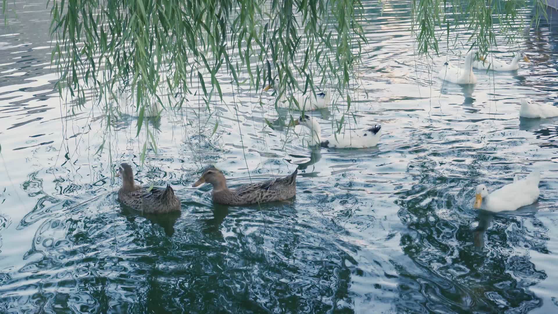 4k垂柳树下水里的鸭子视频的预览图