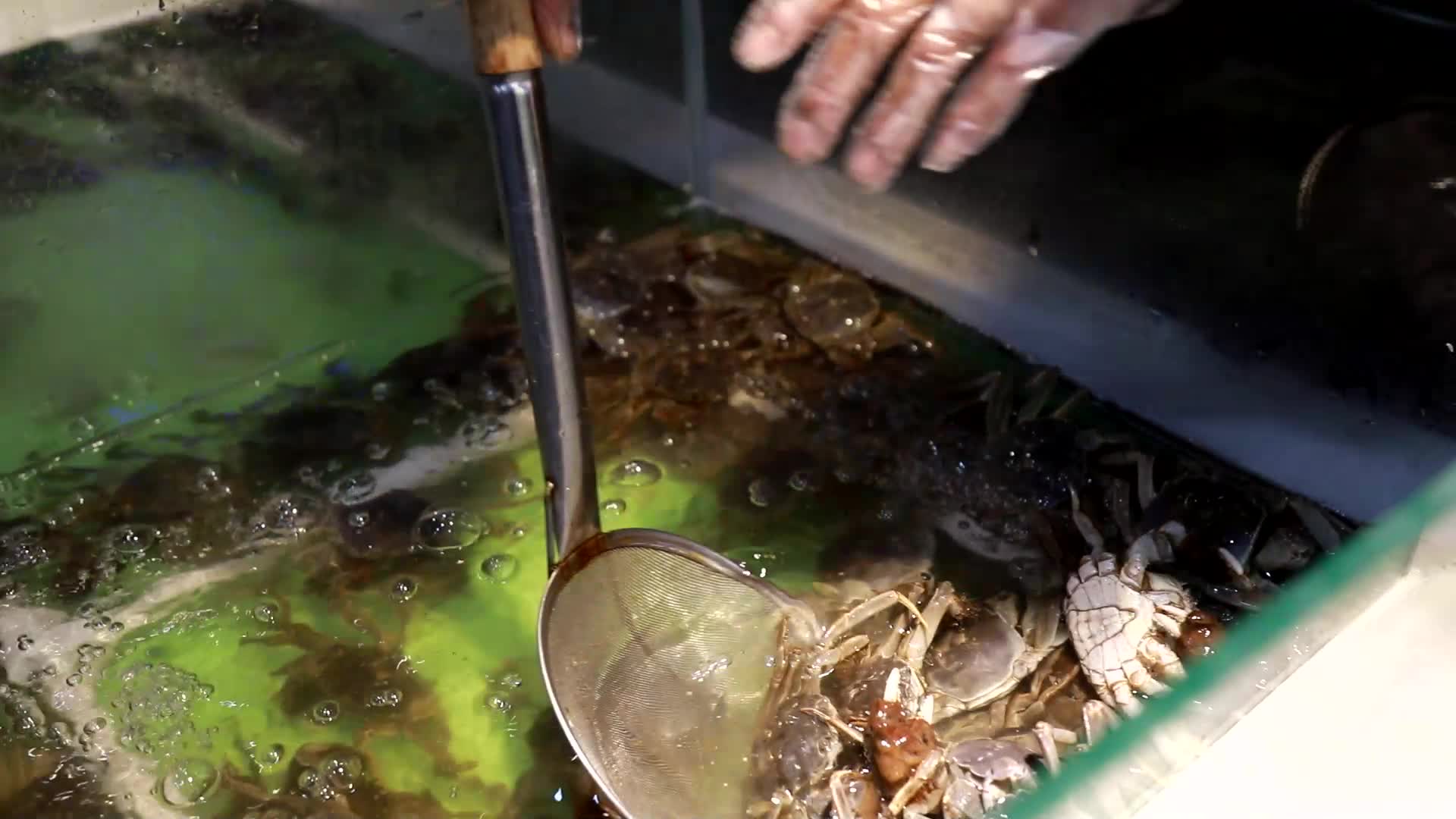 水池里活蹦乱跳的大闸蟹视频的预览图
