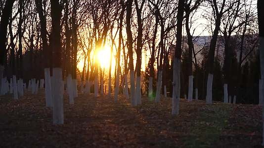 冬天早晨白杨树太阳升起的冬天冬天树木枯枝视频的预览图