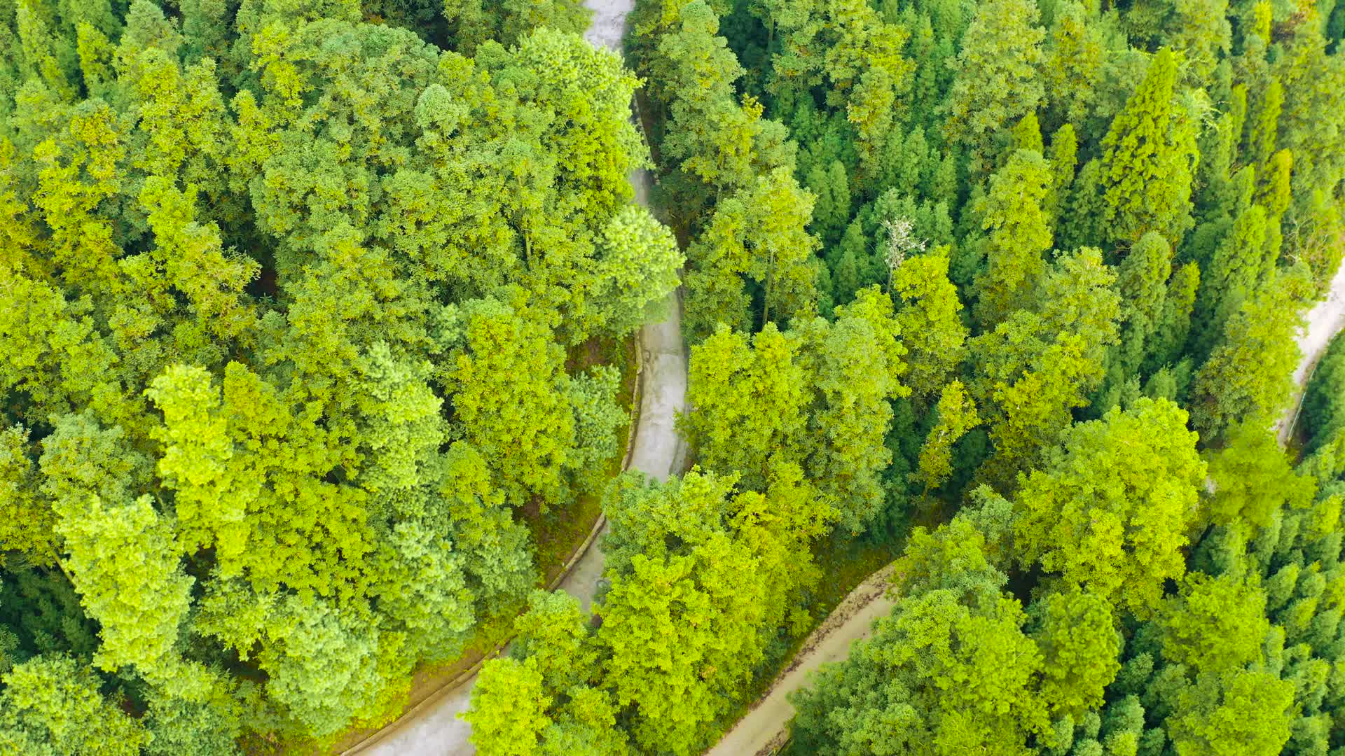 4k航拍氧吧森林开车视频的预览图