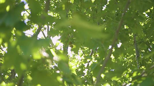 夏日里阳光透过树叶缝隙视频的预览图