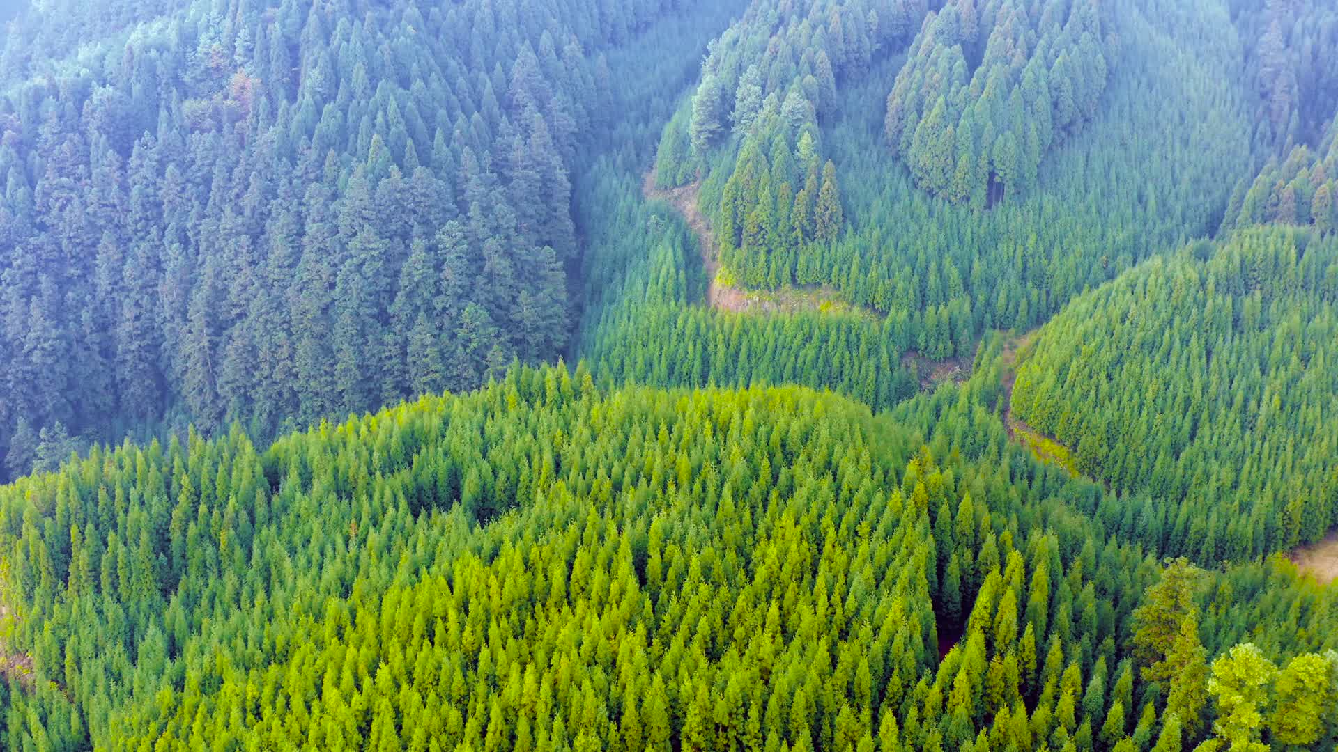 原始森林竹林航拍4k视频的预览图