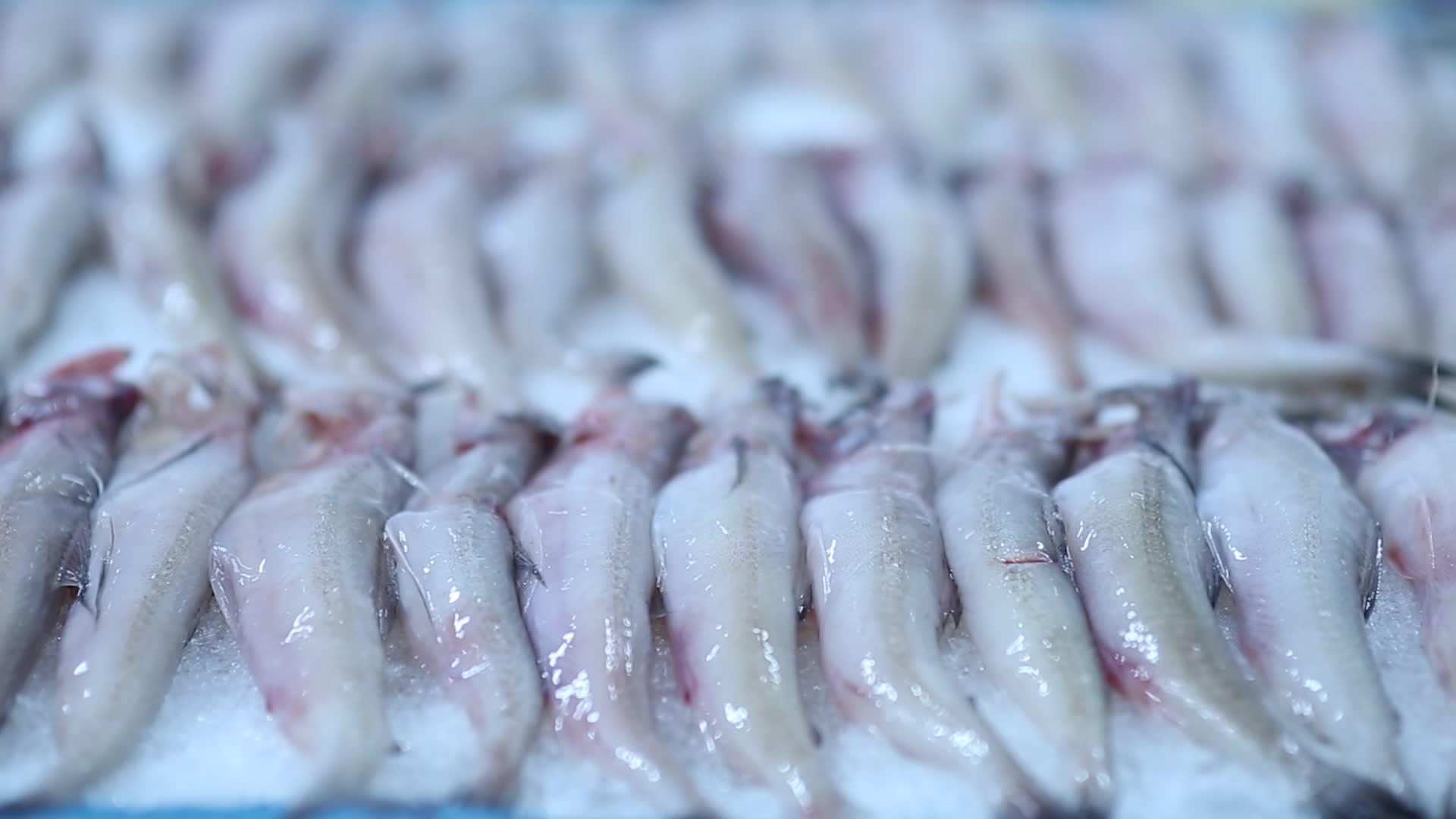 海鲜市场海鲜小黄鱼视频的预览图