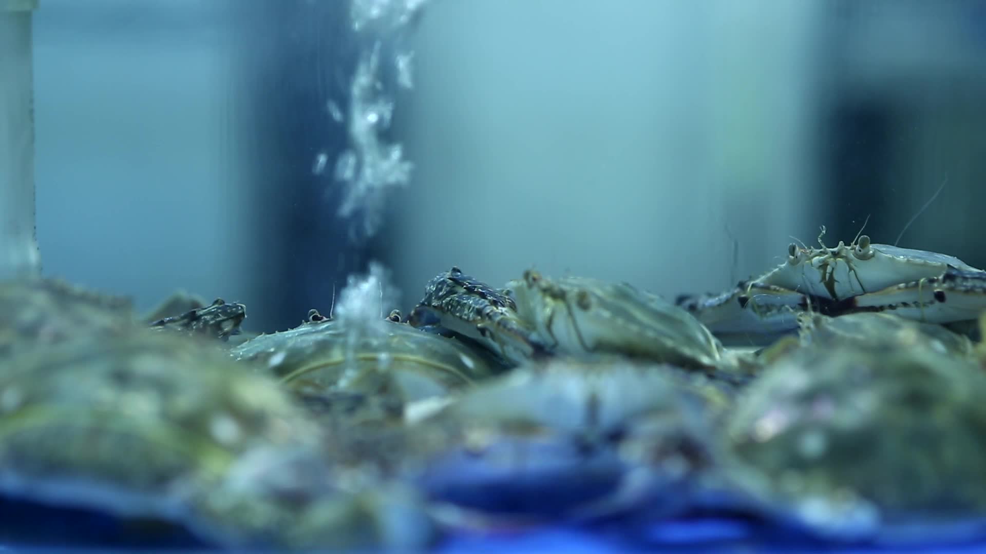 海鲜市场海鲜梭子蟹视频的预览图