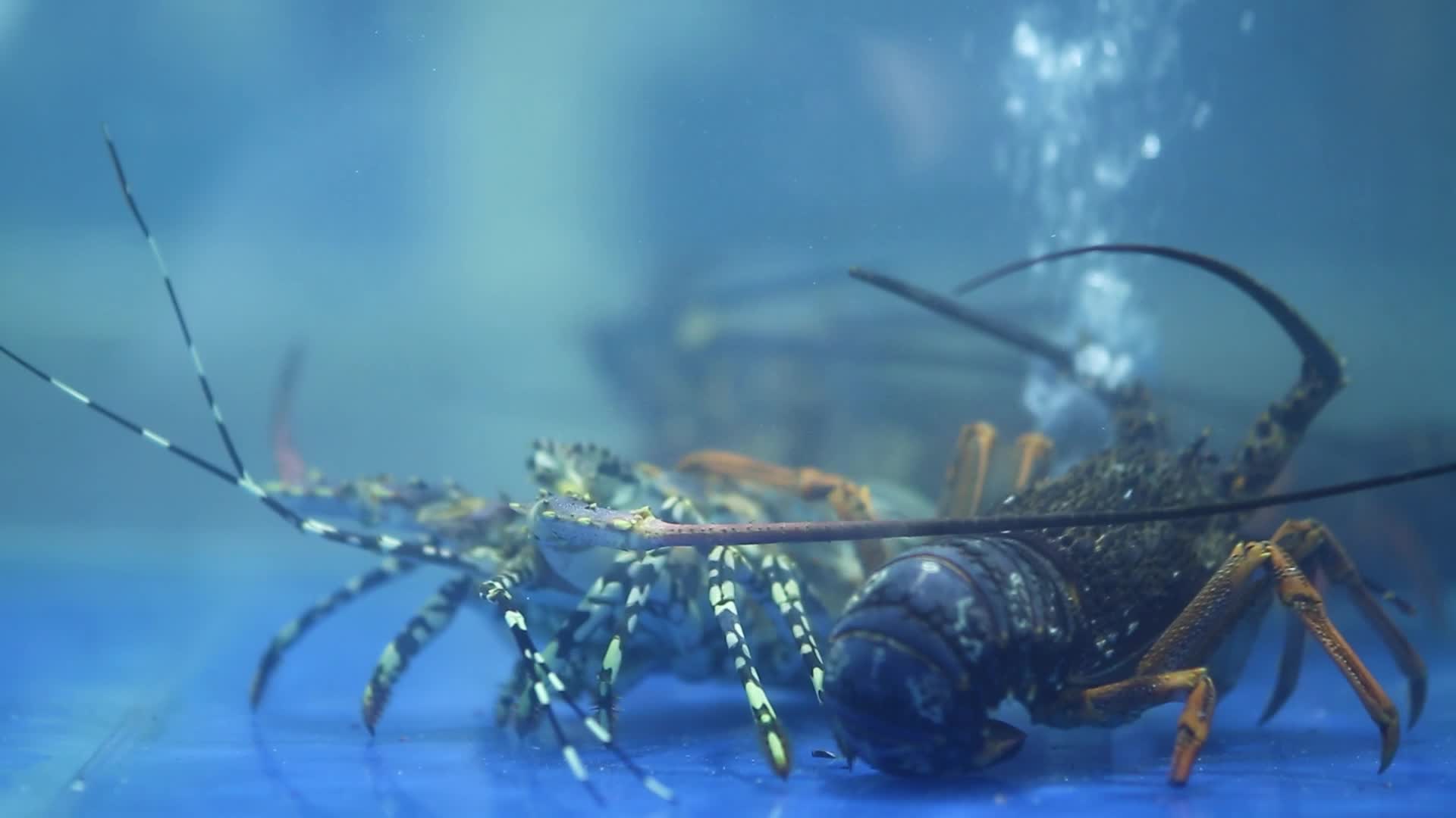 海鲜市场海鲜虾视频的预览图