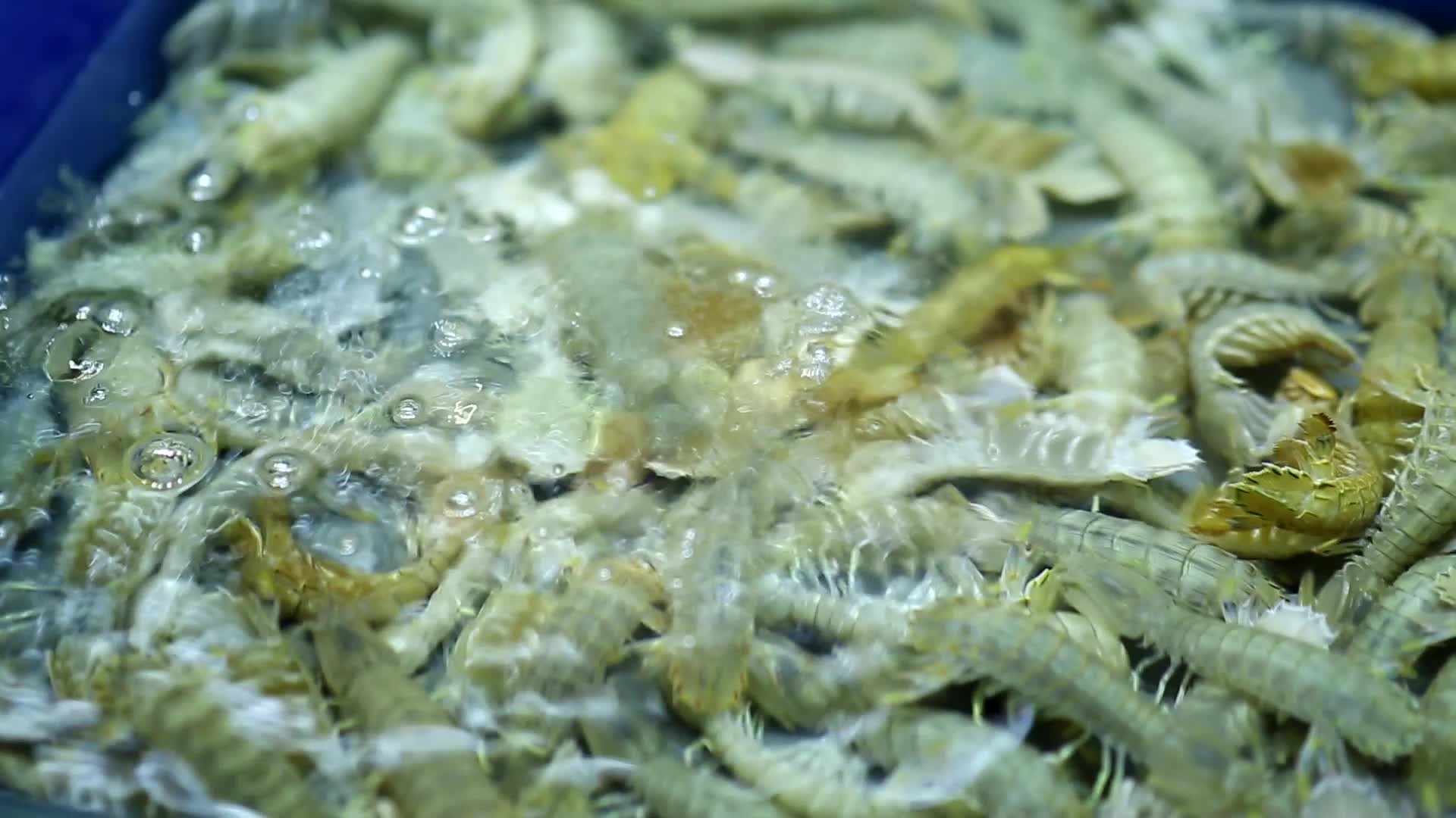 海鲜市场海鲜皮皮虾视频的预览图