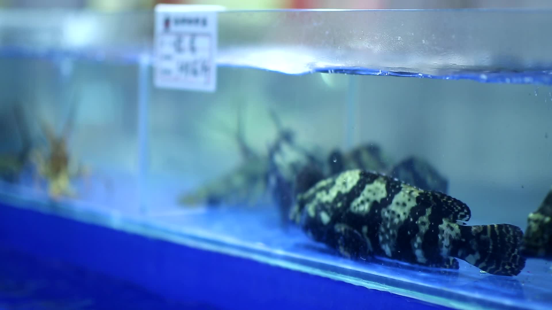 海鲜市场海鲜鱼类虾视频的预览图