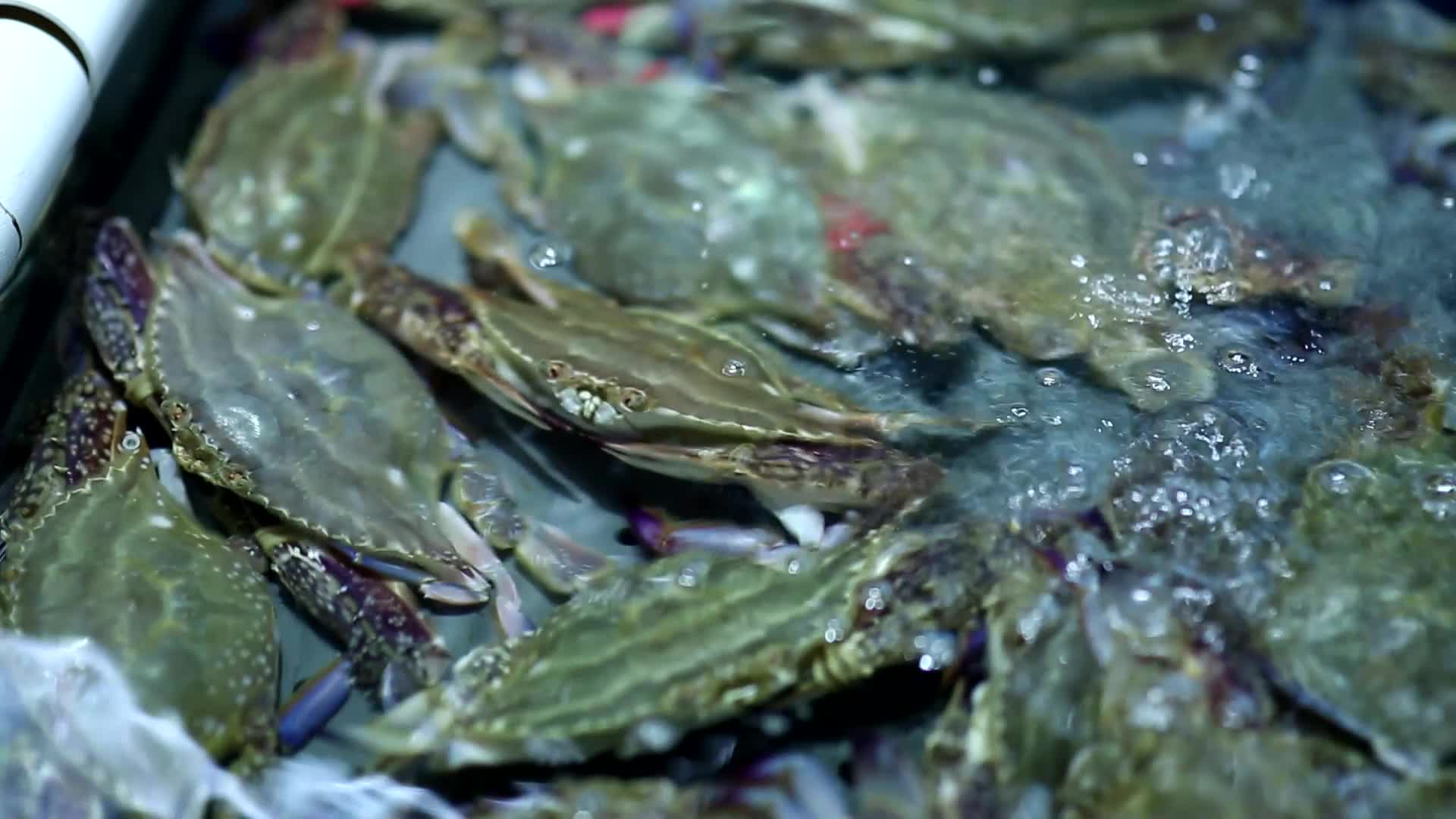 海鲜市场海鲜鱼类螃蟹视频的预览图