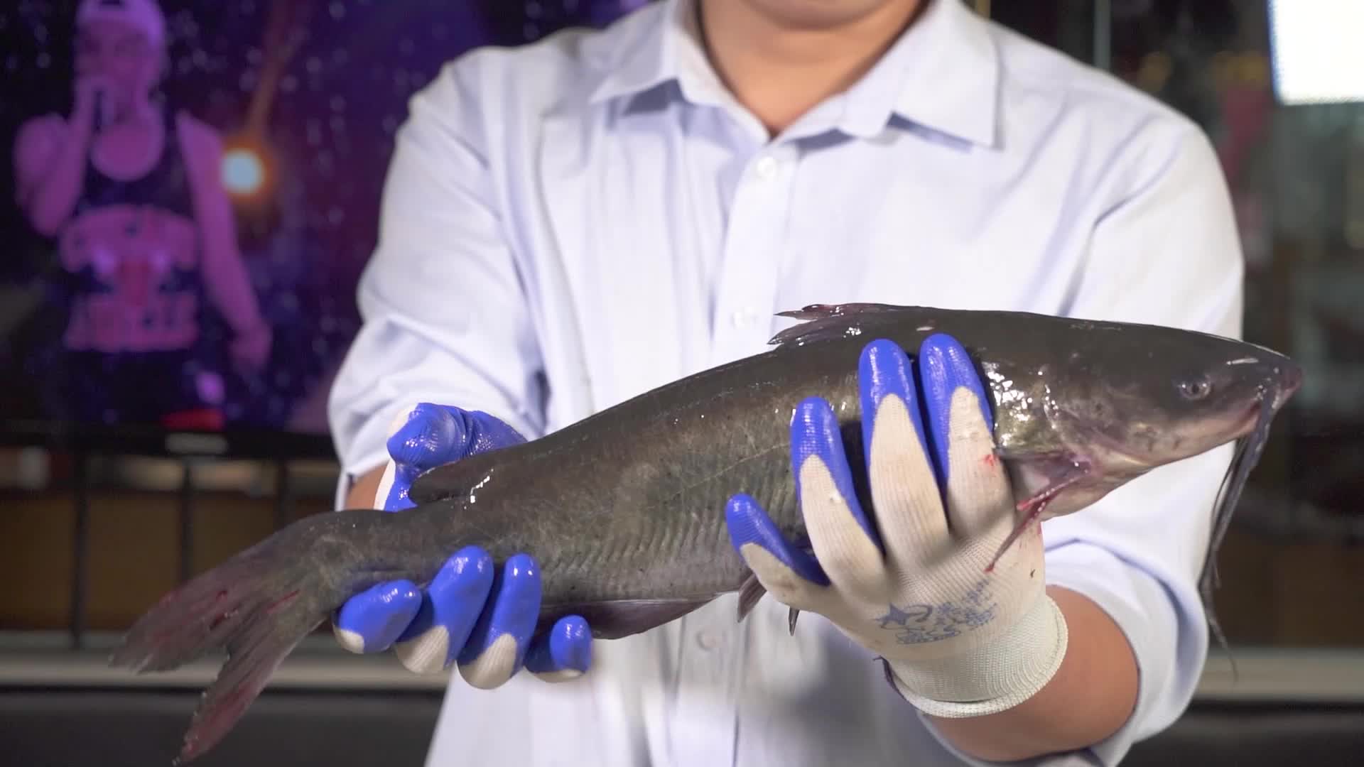 火锅鱼制作过程拍摄视频的预览图