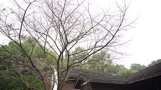 浙江杭州西湖玛瑙寺建筑4K视频视频的预览图