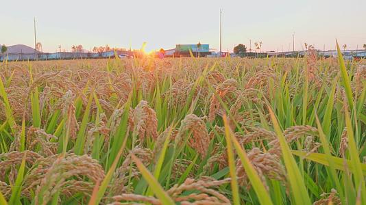 金色稻田秋收大丰收水稻实拍4K视频的预览图