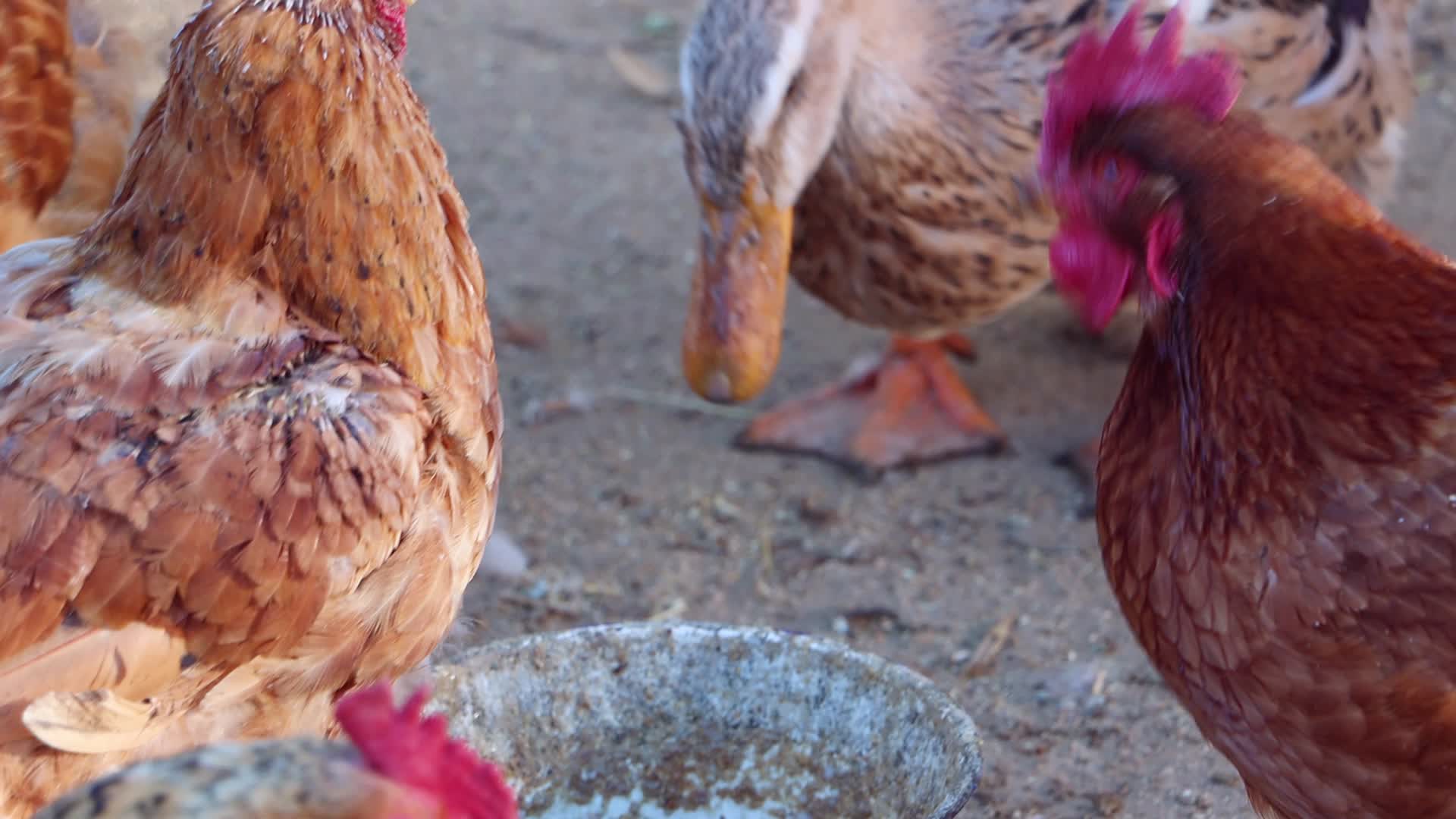 实拍农村散养土鸡吃食4K视频的预览图