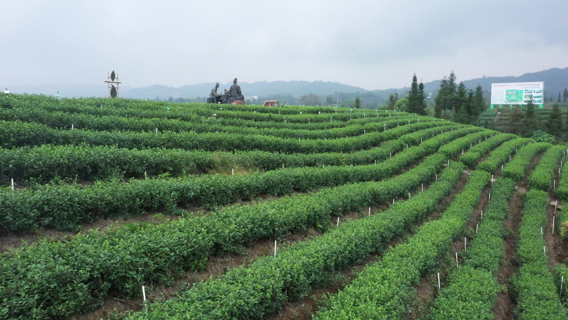 4k航拍茶山绿色生态绿茶茶叶基地乡村振兴视频的预览图