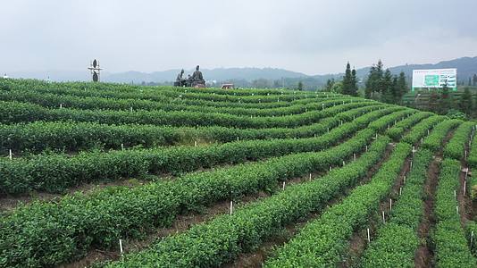 4k航拍茶山绿色生态绿茶茶叶基地乡村振兴视频的预览图