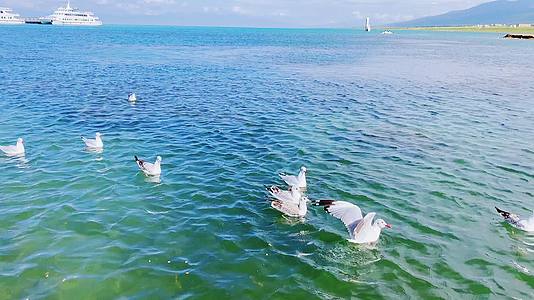 4K青海湖海鸟视频的预览图