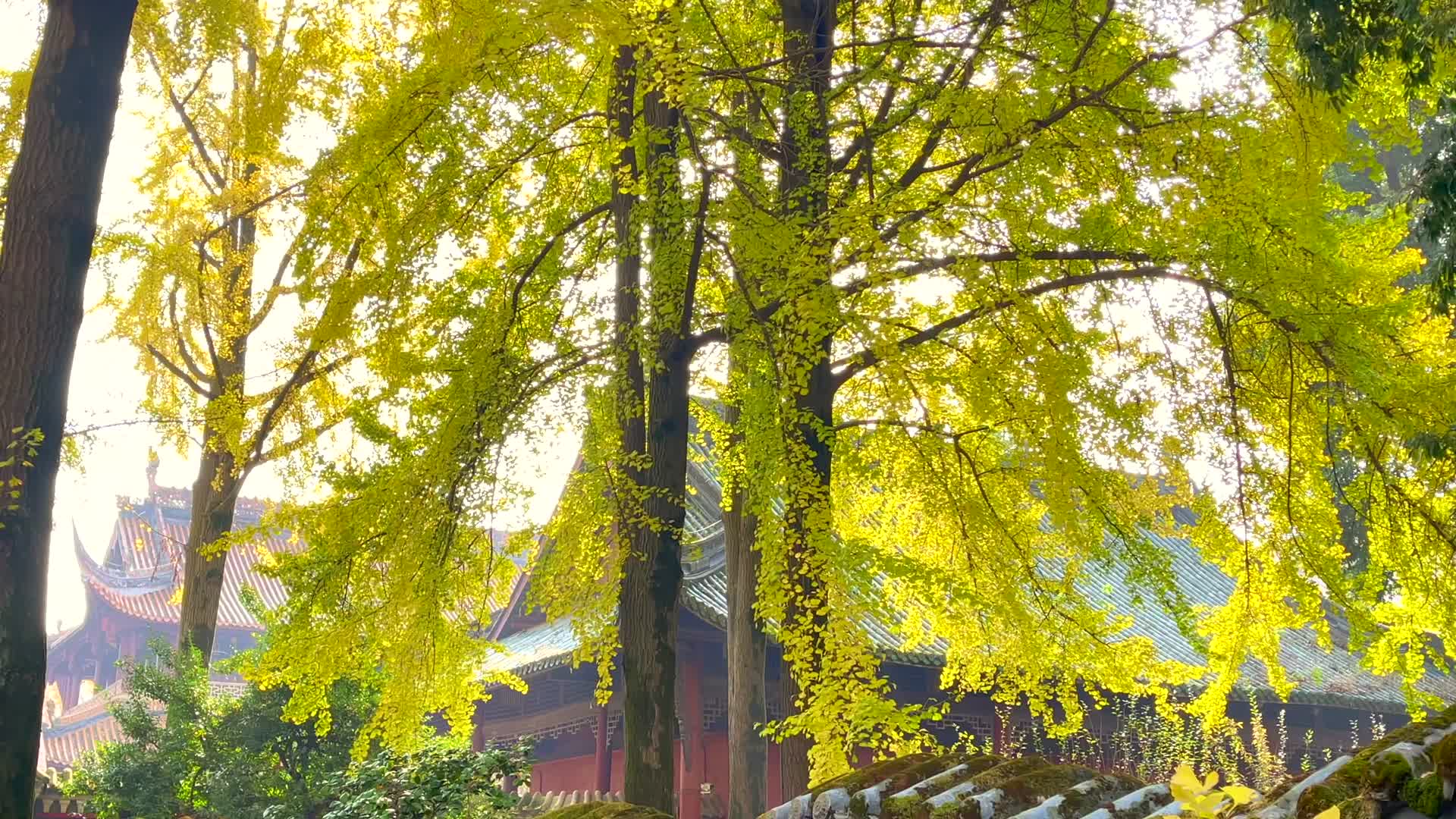 四川成都崇州罨画池初冬中国古典建筑园林银杏实拍视频的预览图