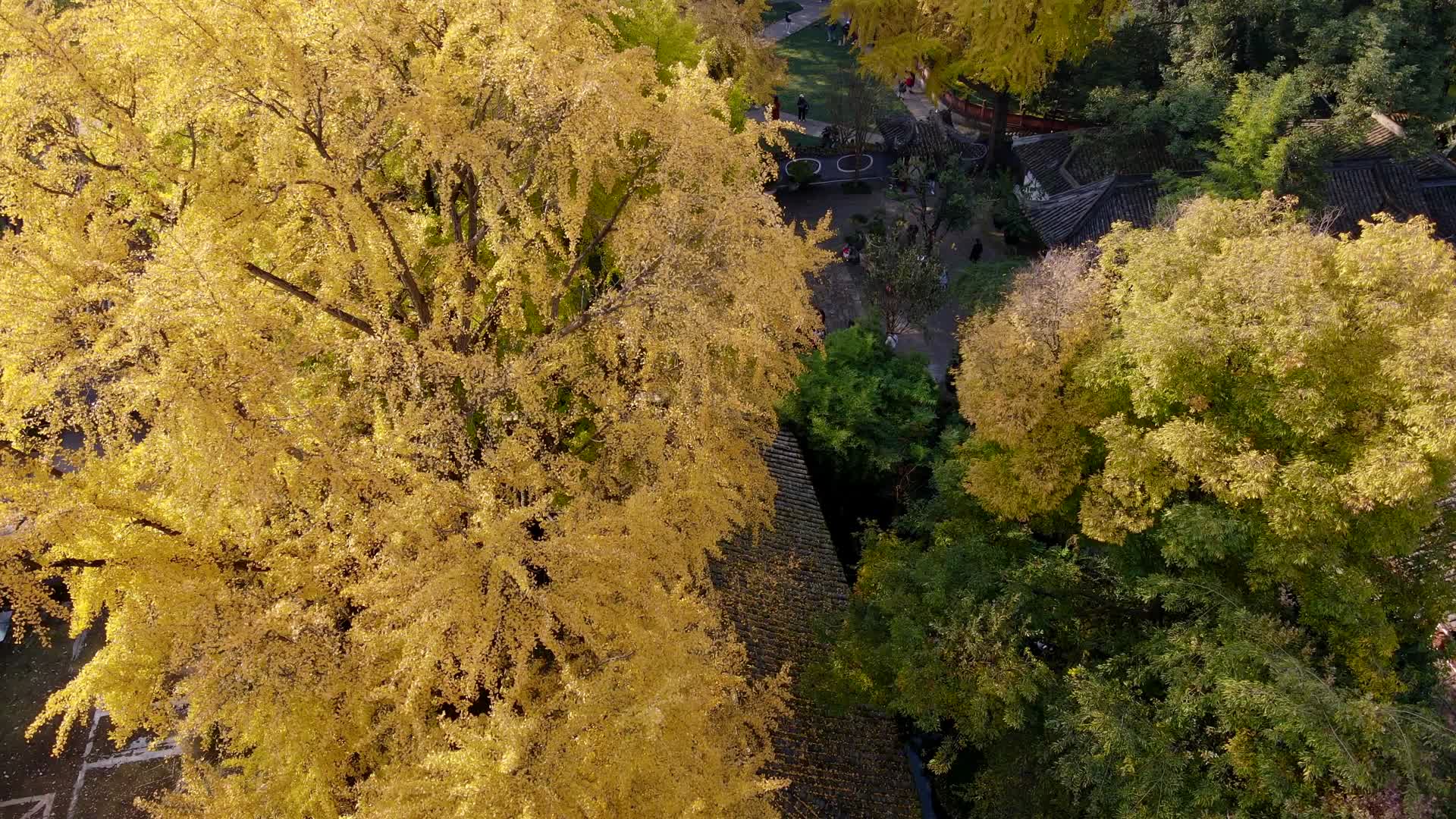 四川成都崇州罨画池初冬赏银杏4K航拍视频的预览图