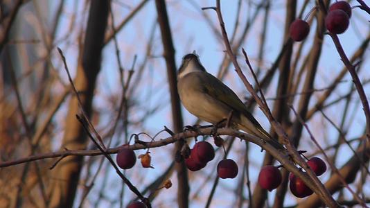 小鸟山楂果黄叶子公园树林冬天冬日早晨视频的预览图
